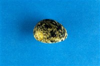 藏品(花圓蜑螺)的圖片